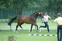 <b>Hann. Pr. St.</b> Quassu von Kükenmoor/Deutschland